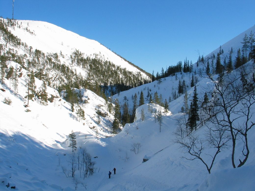 Winter forest in Finnish Lapland