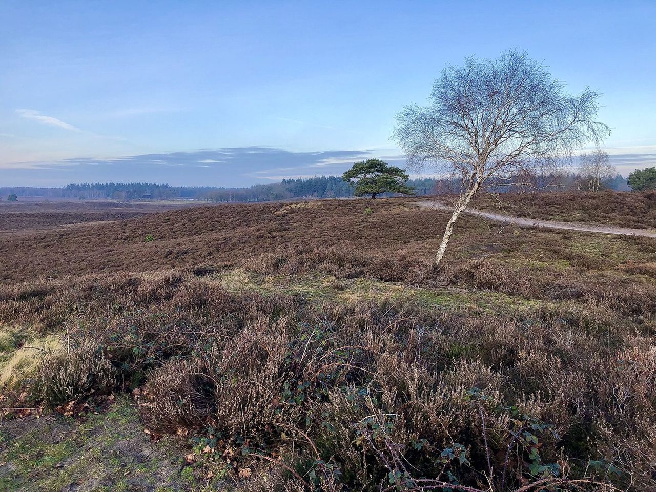 Heathland and forest on the Veluwe, Netherlands